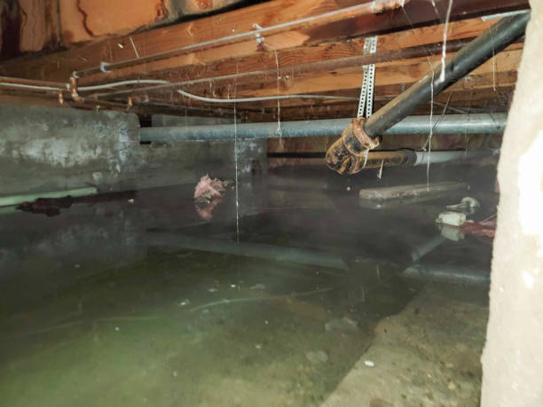 Best Carpet water damage restoration  in Edgewater, CO