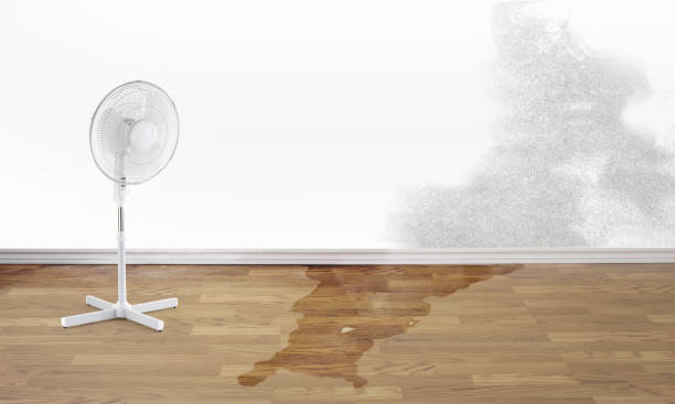 Best Water damage contractors near me  in Edgewater, CO