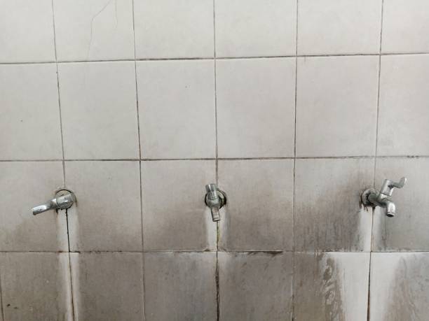 Best Mold removal after water damage  in Edgewater, CO